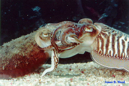 Cuttlefish mating; side view