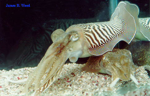 Cuttlefish after mating, male on top