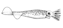 Cylindroteuthis puzosiana