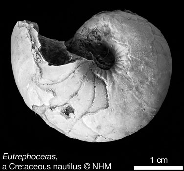 Nautilus fossil - Eutrephoceras bouchardianus