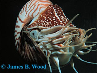 Image result for nautilus pompilius