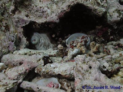 Octopus vulgaris in Bonaire