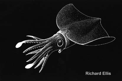 Taningia danae, a deep-sea bioluminescent squid