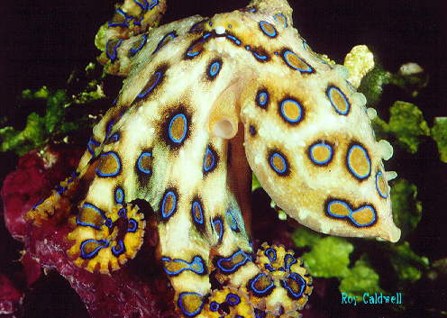 Hapalochlaena lunulata, a blue-ringed octopus