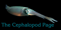 The Cephalopod Page Home