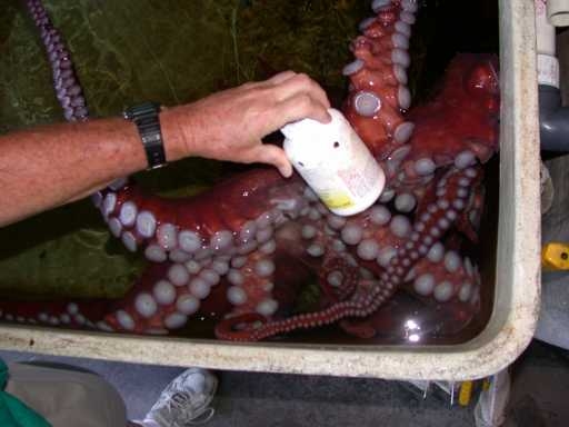 Octopus and pill bottle