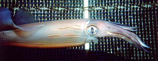 Loligo forbesi, Veined squid
