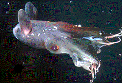 vampire squid glowing in the dark